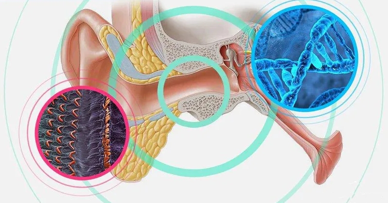听力系统发育异常