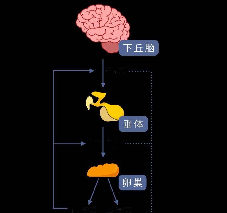 下丘脑