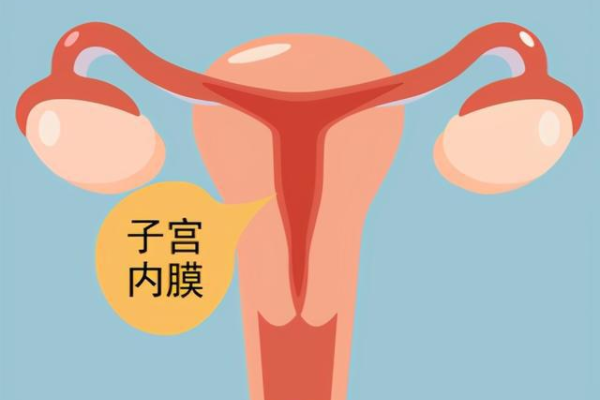 子宫内膜厚度