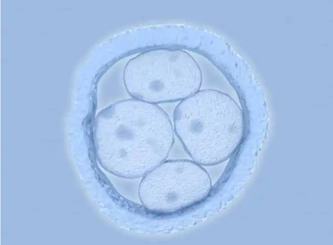 早期的胚胎
