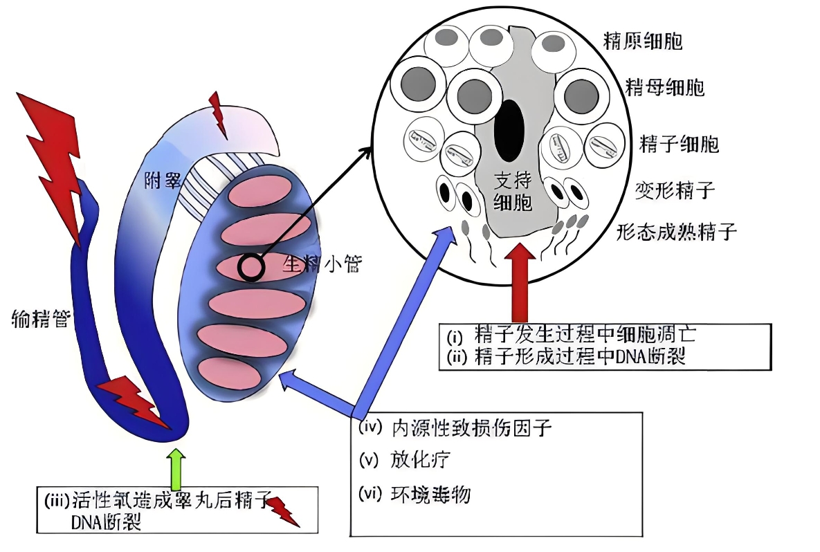 精子生成受损