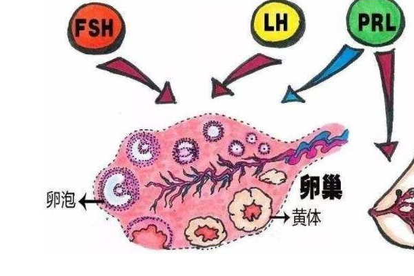 内分泌失衡