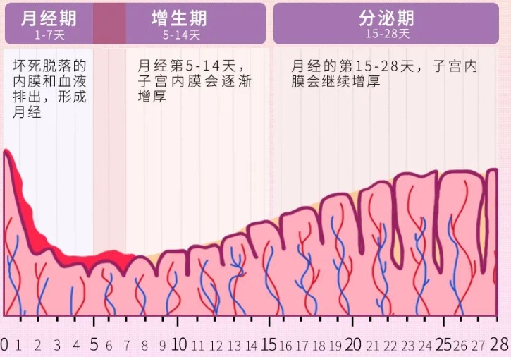 子宫内膜增长