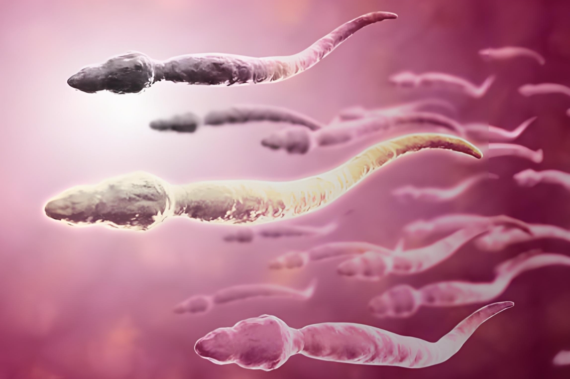 男性精子