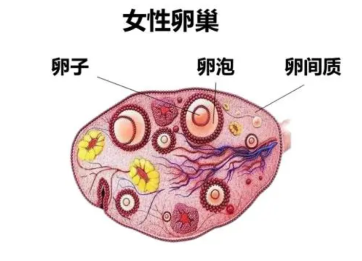 卵巢功能