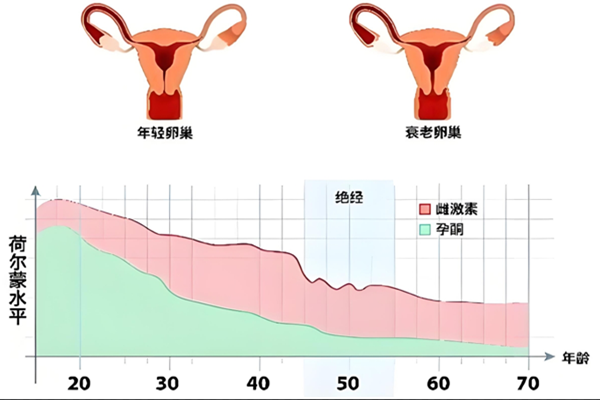 卵巢衰老信号
