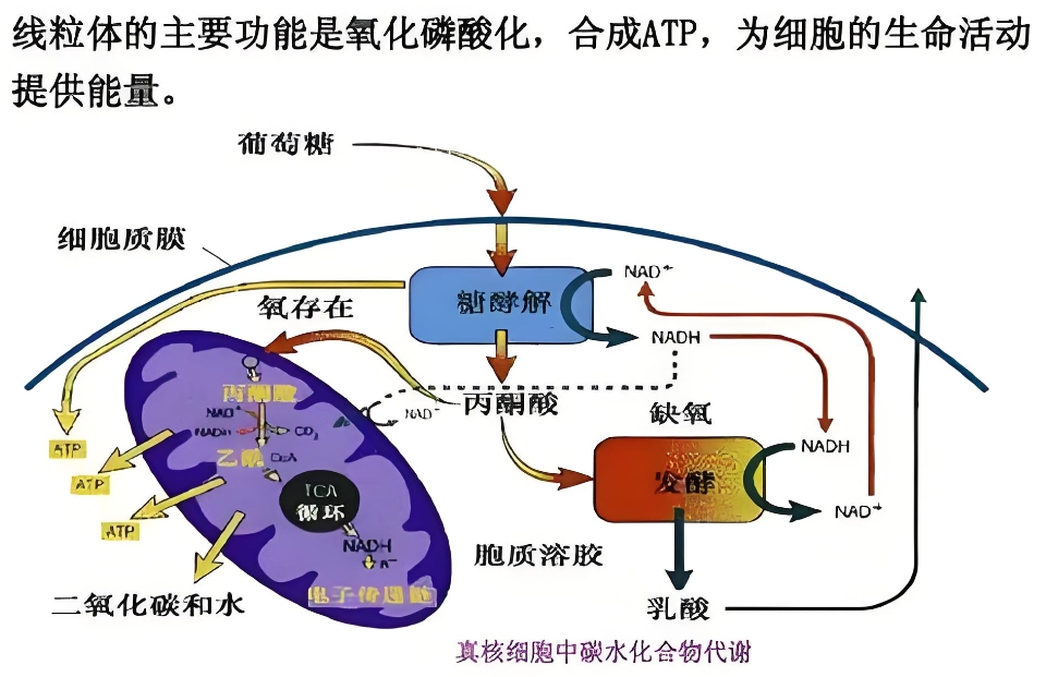线粒体 能量工厂