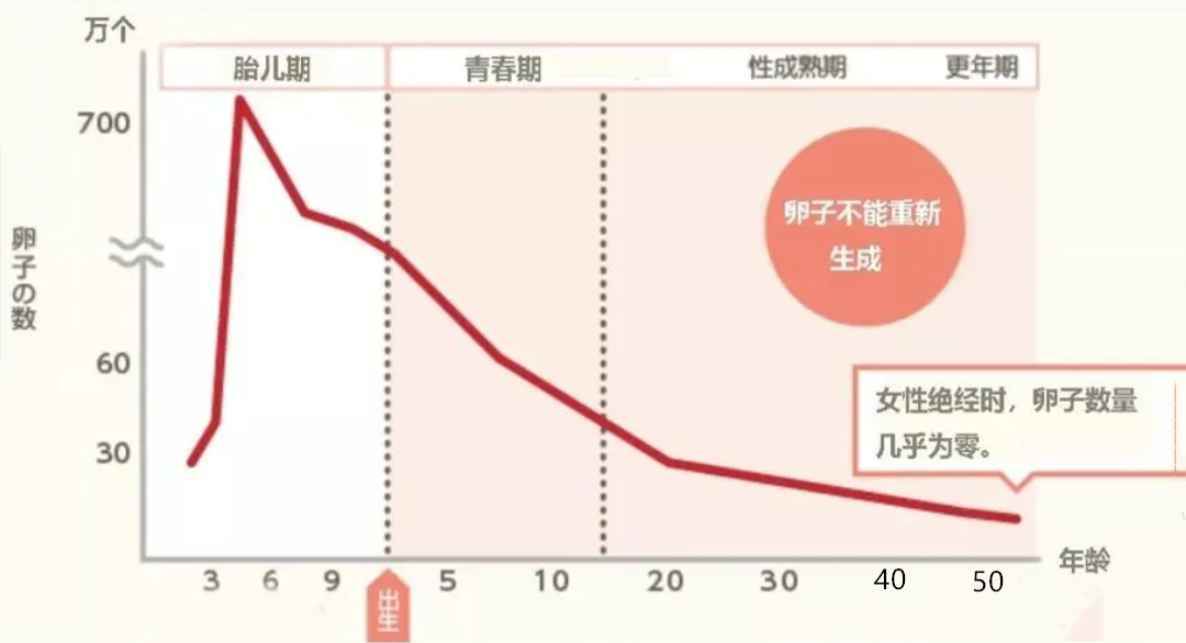 卵子数量