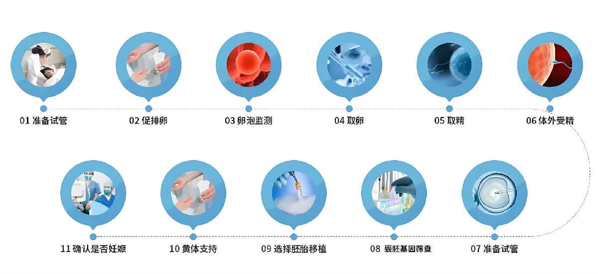 试管流程.jpeg