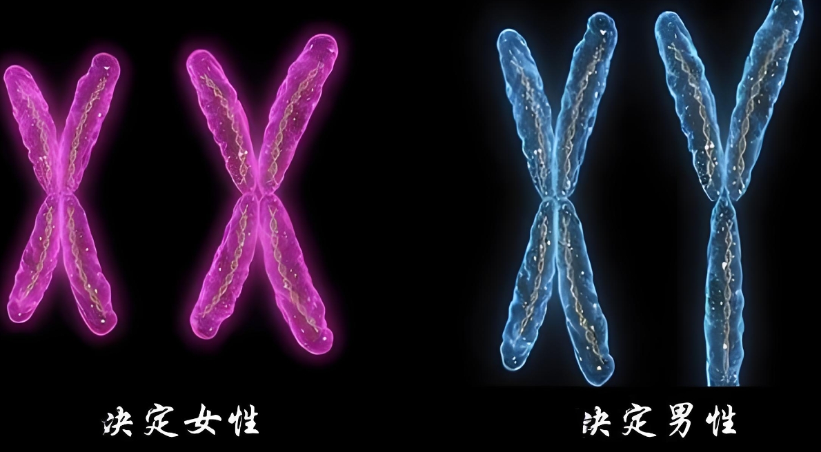 男性女性xy