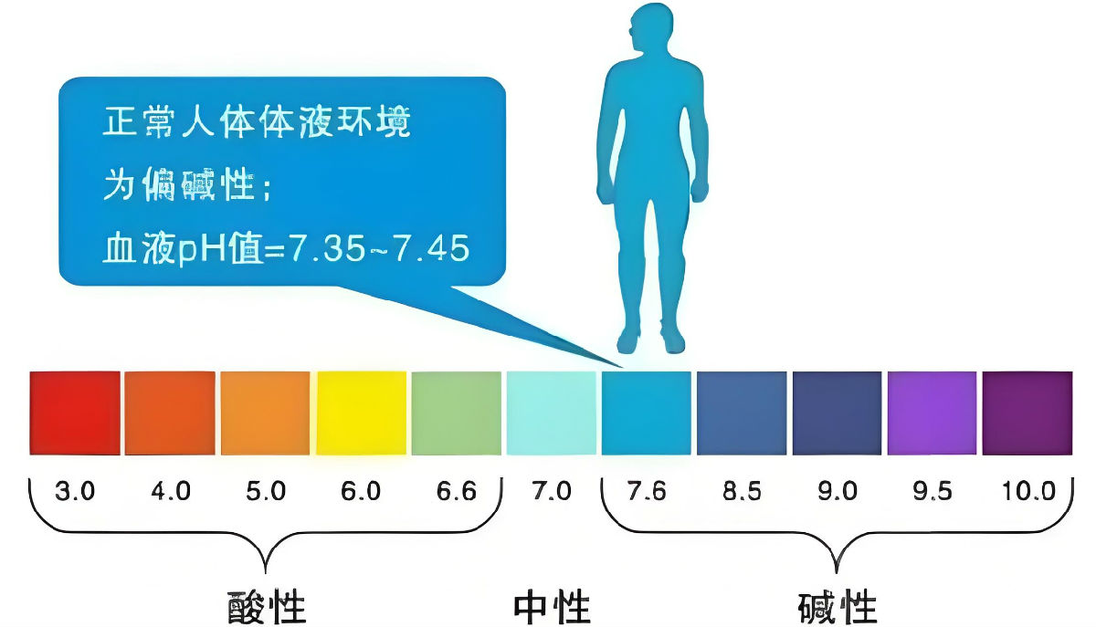 酸碱体质.png