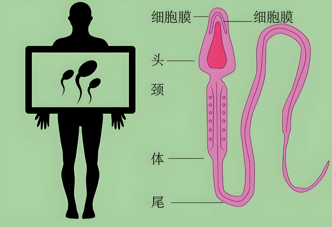 损伤精子膜