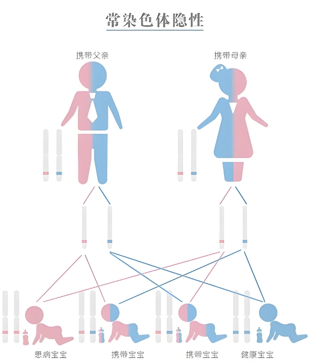 隐性遗传性疾病