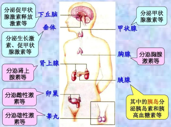 内分泌系统