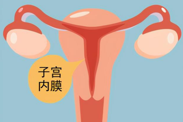 子宫内膜调整