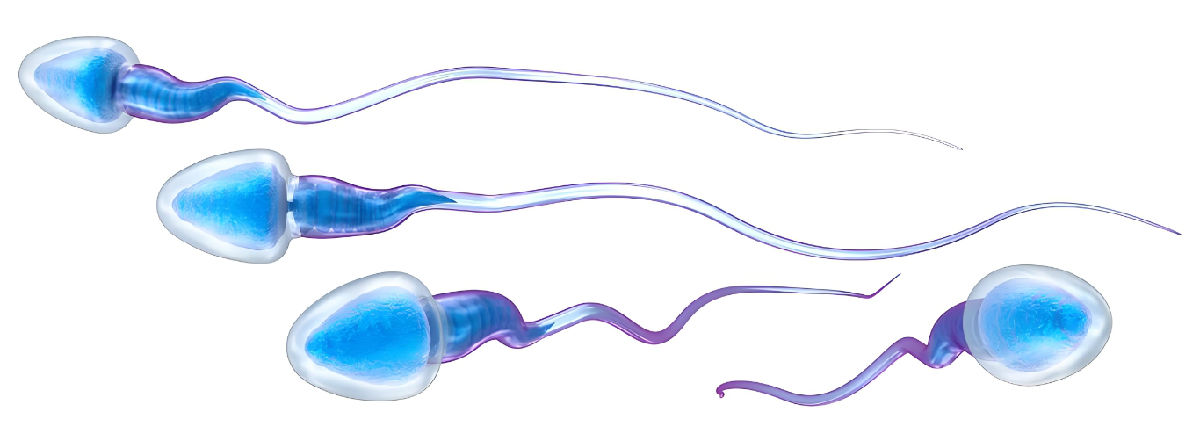 精子