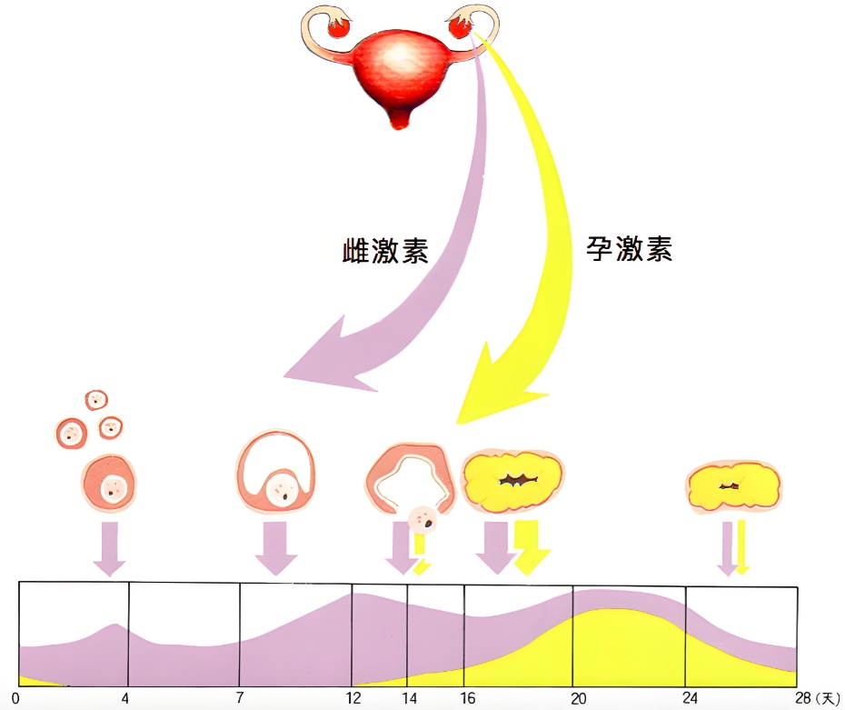 雌激素与孕激素