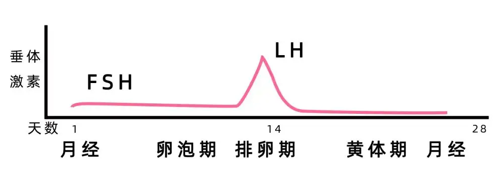 lh值