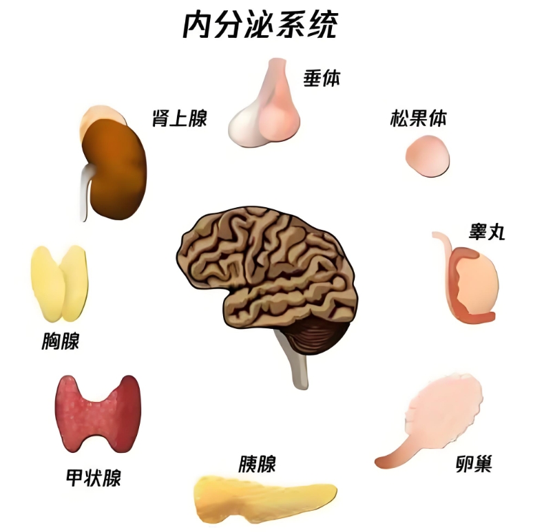 内分泌系统问题