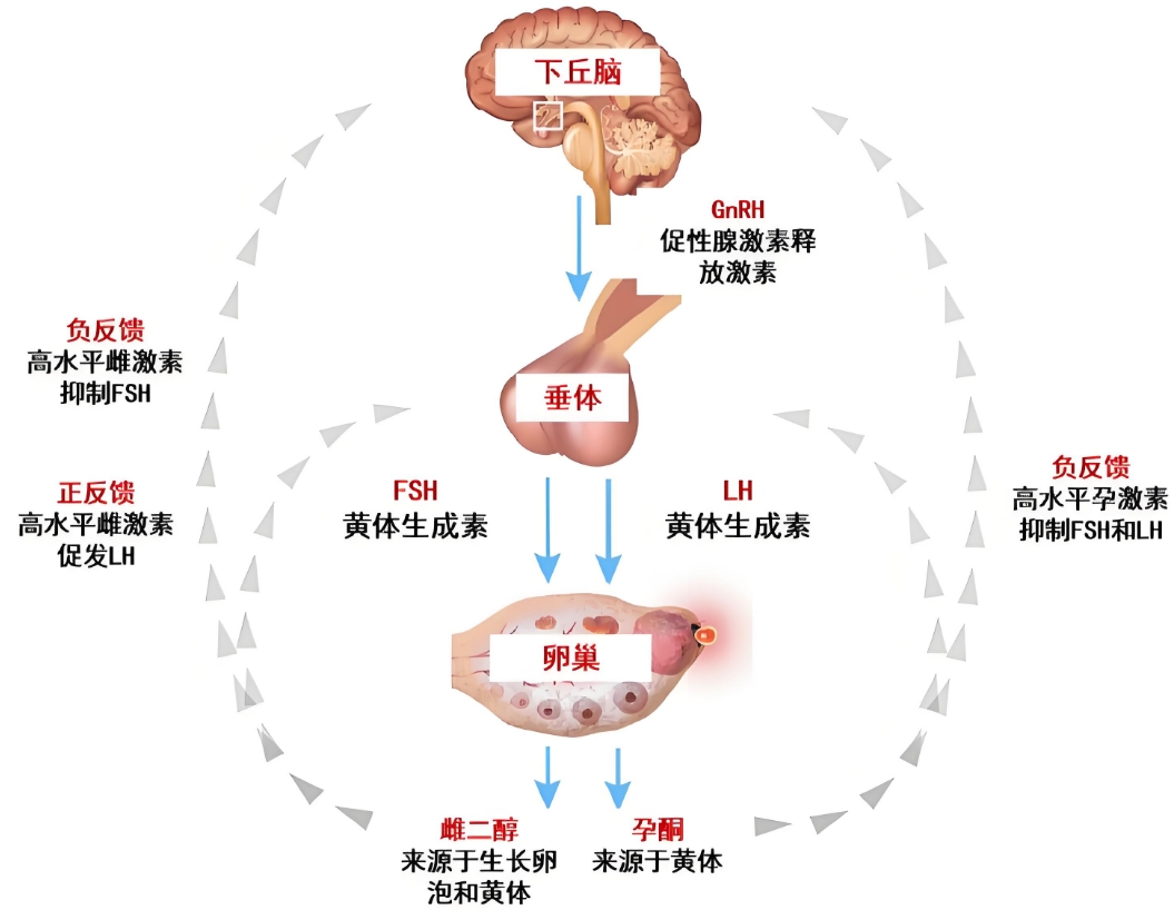 身体各项指标