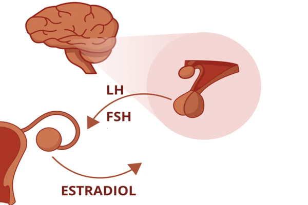 黄体激素与卵泡刺激素