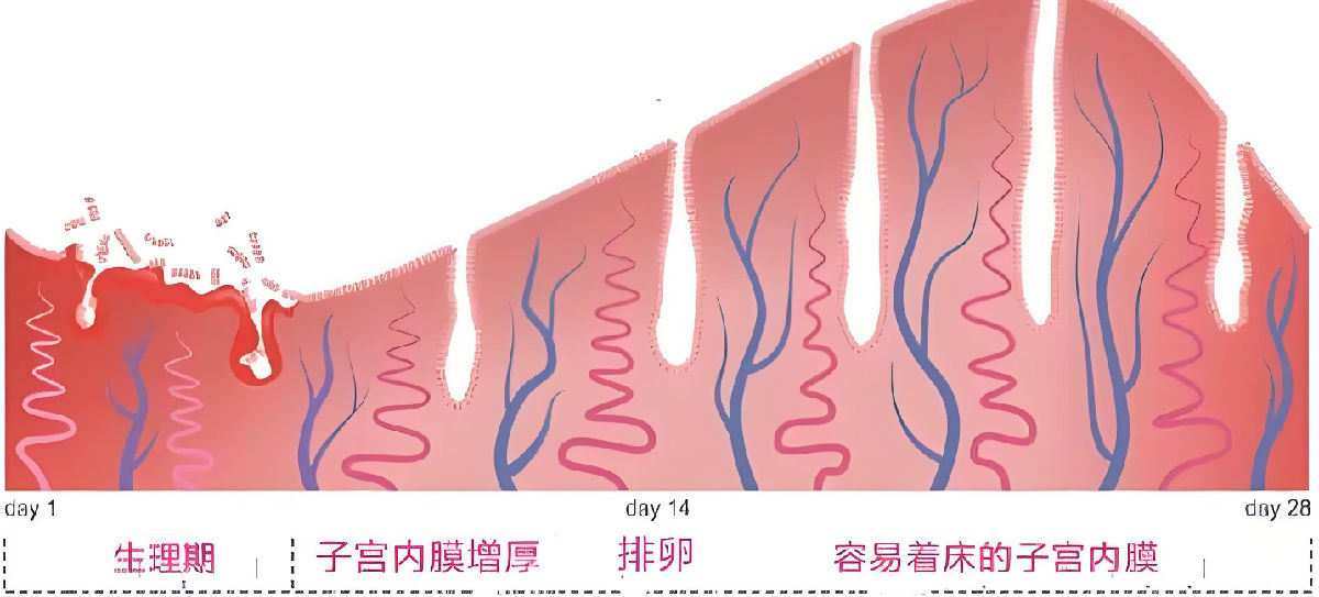 调理子宫内膜