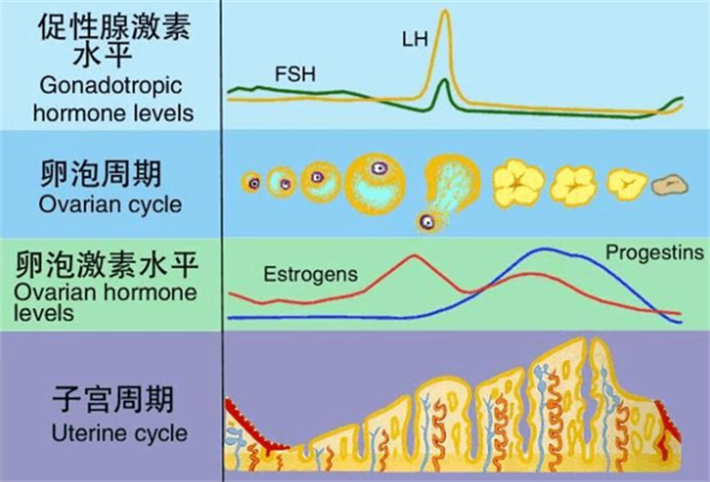 雌激素、孕激素.png