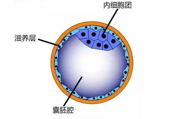 胚胎结构