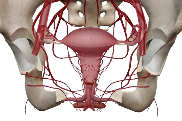 子宫血流
