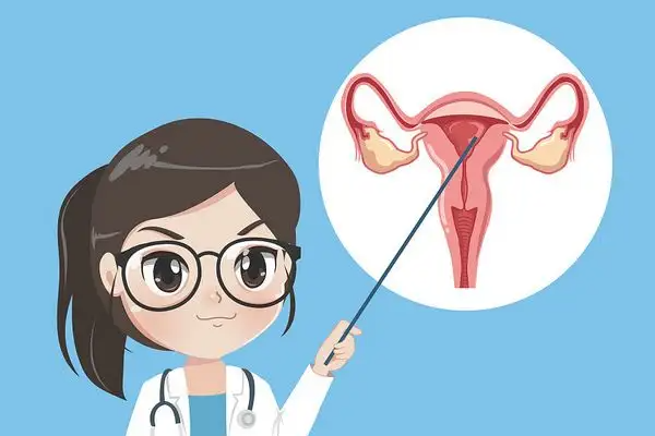 子宫内膜容受性