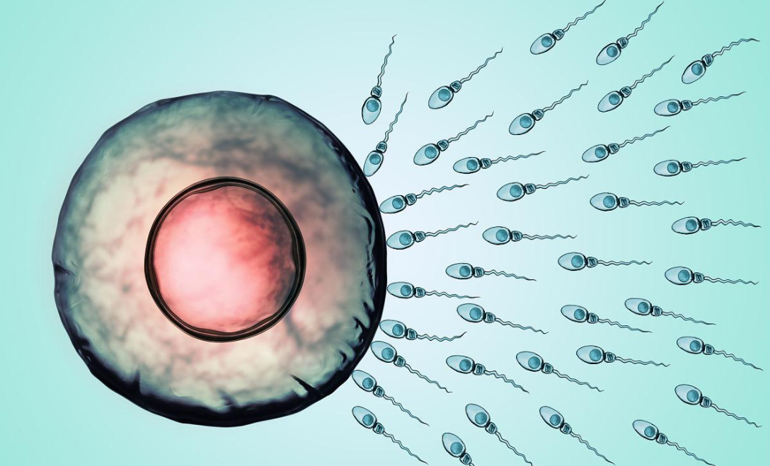 一代试管婴儿技术