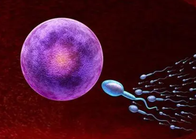 精卵结合