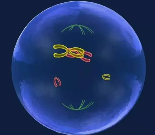 胚胎染色体异常