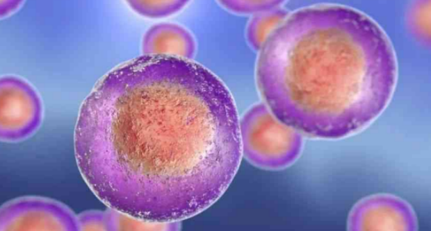 双酚a影响卵子质量