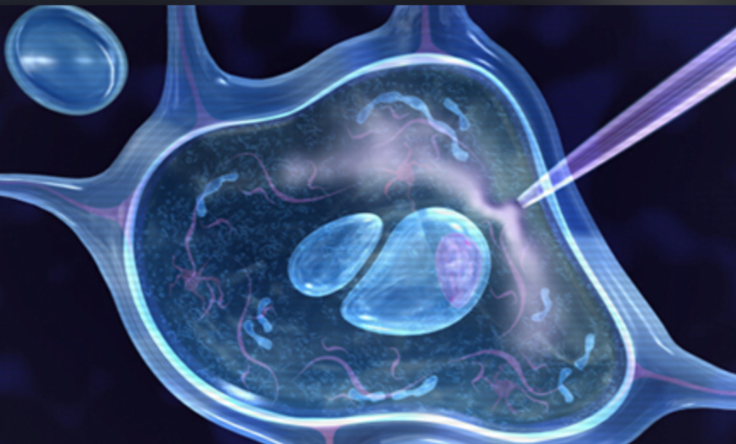 子宫内膜干细胞