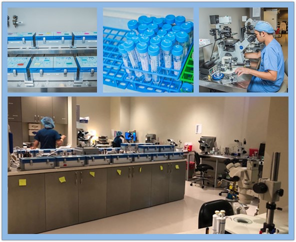 胚胎实验室标准