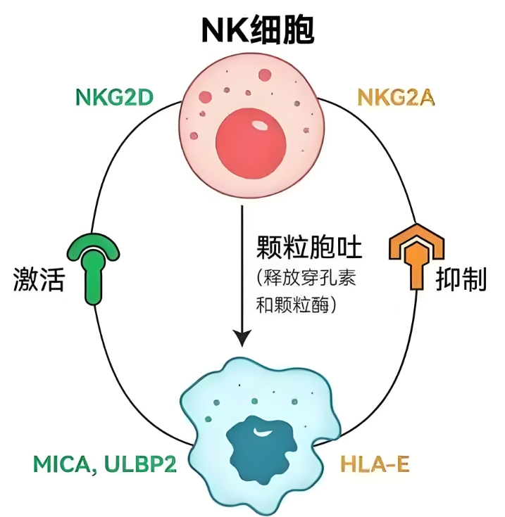 NK细胞
