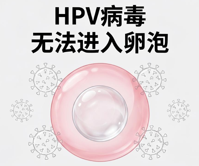 hpv病毒不侵入卵泡