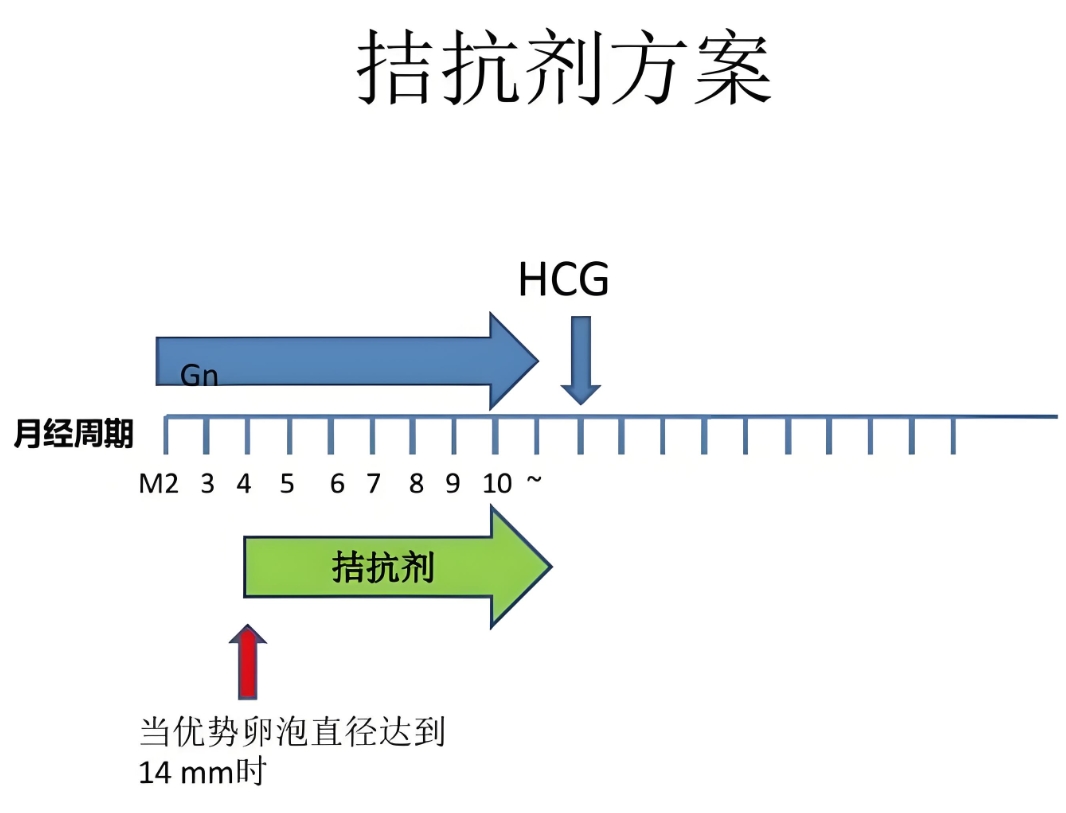 拮抗剂方案