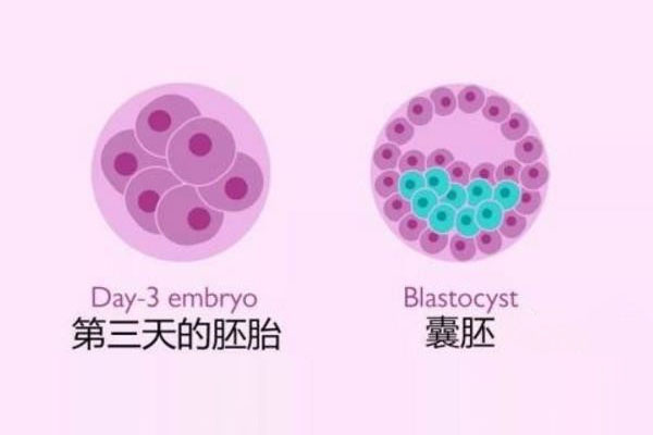 第三天与第五天囊胚