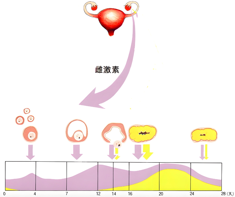 雌激素