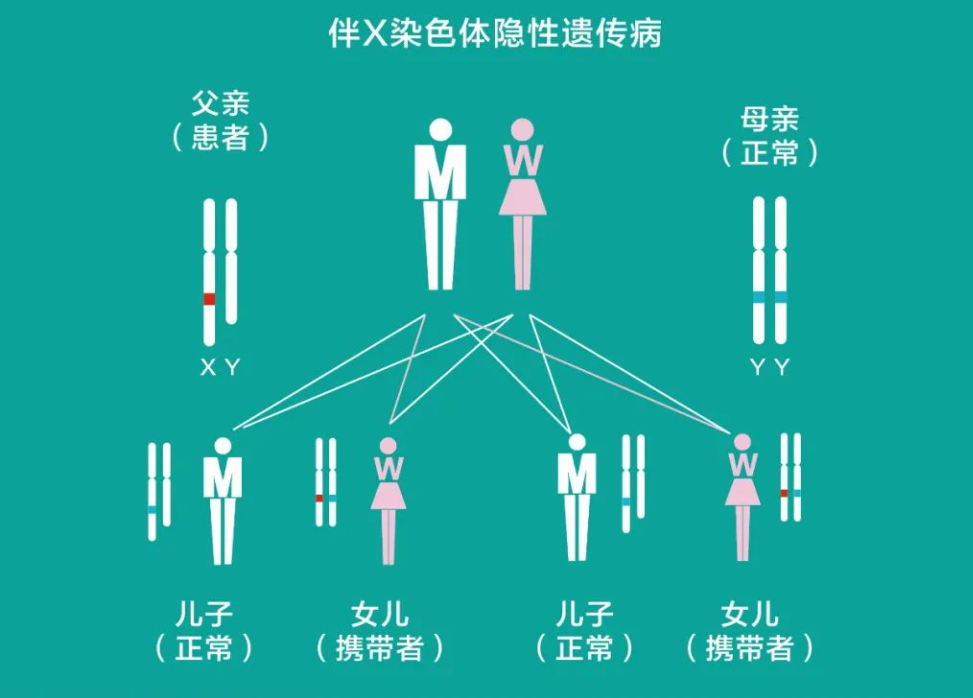 遗传基因