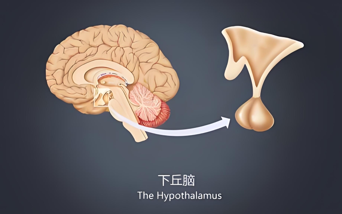 下丘脑功能