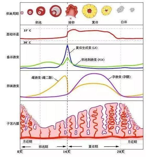 促黄体生成素