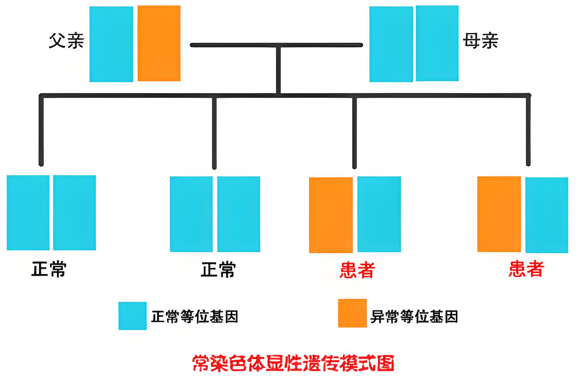 常染色体显性遗传性