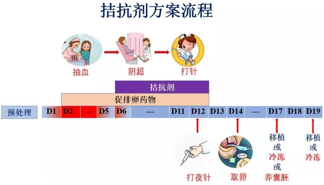 拮抗剂方案
