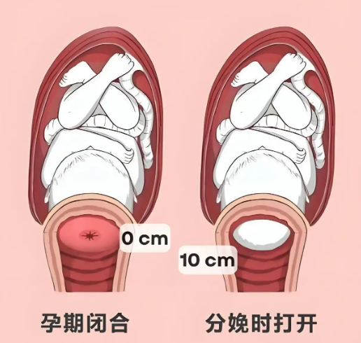 宫颈的重要性