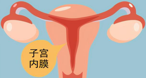 子宫内膜